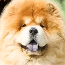 SA-KOU GINGER VAYSROY, male chow-chow