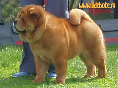 chow-chow Gintaras Smooth Cunami