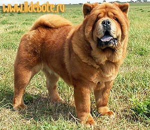 chow-chow Gintaras Smooth Cunami