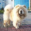 maximize chow-chow