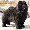 maximize black chow-chow