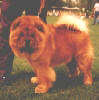 red chow-chow