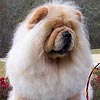 maximize chow-chow