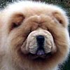 maximize chow-chow