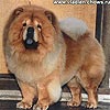 maximize chow-chow