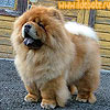 maximize chow-chow