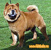 maximize chow-chow