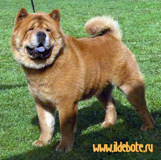 AO-?AO. CHOW-CHOW. Kennel IL' DE BOTE. Our dogs: GINTARAS SMOOTH CUNAMI