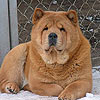 maximize chow-chow