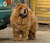 maximize chow-chow