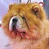 Maximize red chow-chow