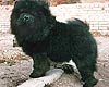 чау-чау BAYTOR BLACK BORIS