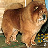 maximize red chow-chow