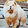 Maximize cream chow-chow