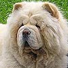 Maximize cream chow-chow