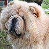 maximize cream chow-chow