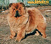 Go to dog's page