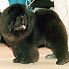 Maximize black chow-chow