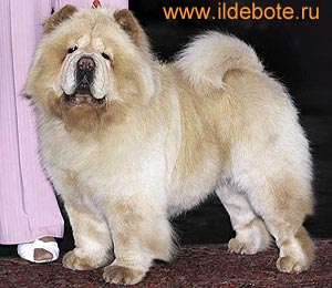 chow-chow Il De Bote Empress Lia