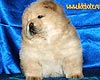 maximize chow-chow