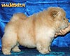 maximize chow-chow