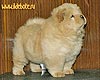 maximize chow-chow