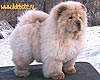 maximize chow-chow