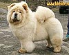 maximize chow-chow