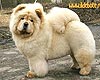 maximize chow-chow