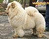 maximize chow-chow