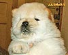 chow-chow puppy