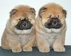 chow-chow puppies