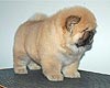 chow-chow puppy boy 