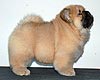 chow-chow puppy girl