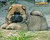 chow-chow puppy 