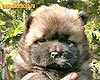 chow-chow puppy 