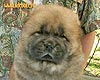 chow-chow puppy