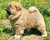 chow-chow puppy 