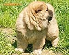 chow-chow puppy