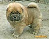 chow-chow puppy 