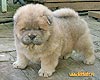 chow-chow puppy 