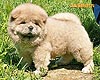 chow-chow puppy 