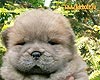 chow-chow puppy 