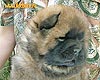 chow-chow puppy 