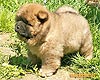 chow-chow puppy 