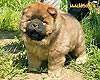 chow-chow puppy 