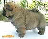 chow-chow puppy 