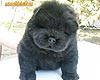 chow-chow puppy