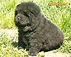 chow-chow puppy 