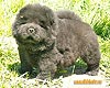 chow-chow puppy